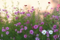 Cosmos